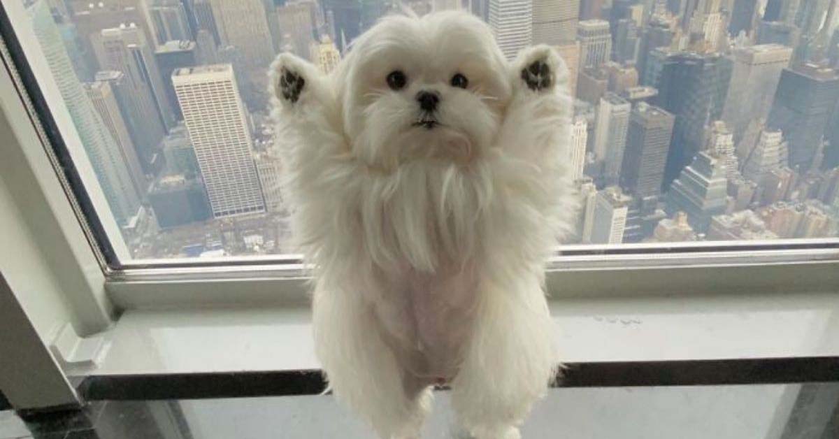 Coco, il maltese che su Instagram fa impazzire tutti per le sue pose (video)