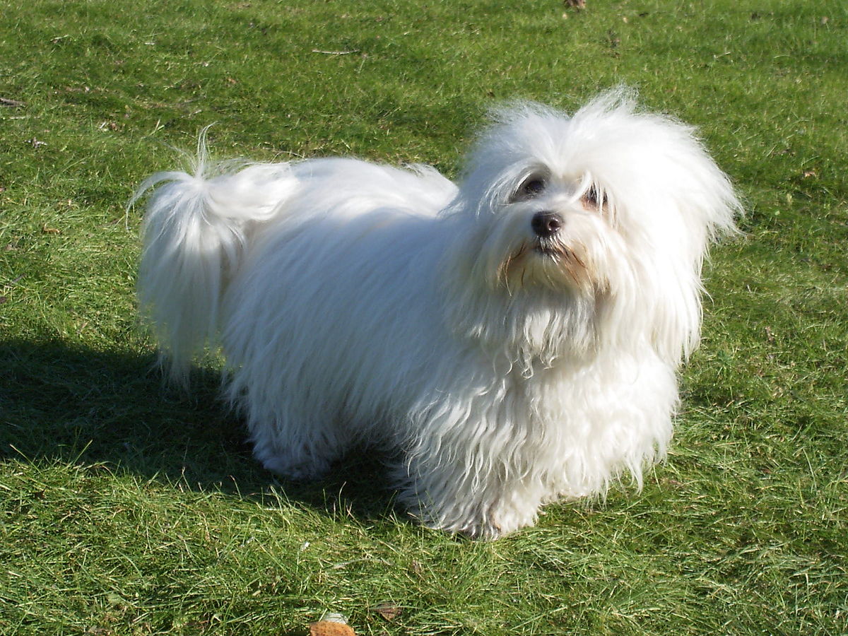 esemplare di cane Coton de Tuléar sul prato