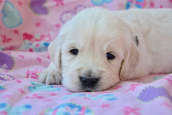 Cucciolo di Golden Retriever