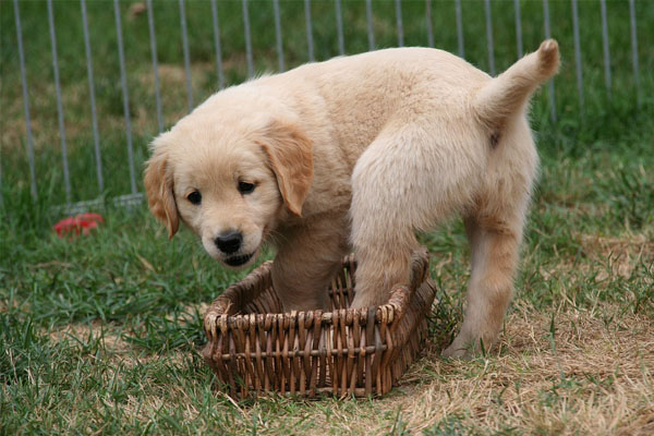 Cucciolo di Golden Retriever