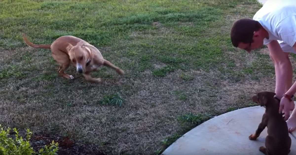 Cucciolo di Doberman conosce la nuova famiglia e il cane di casa impazzisce di gioia (video)