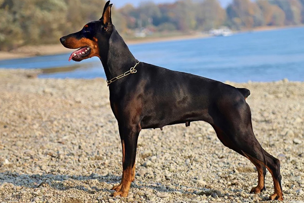 Doberman che osserva