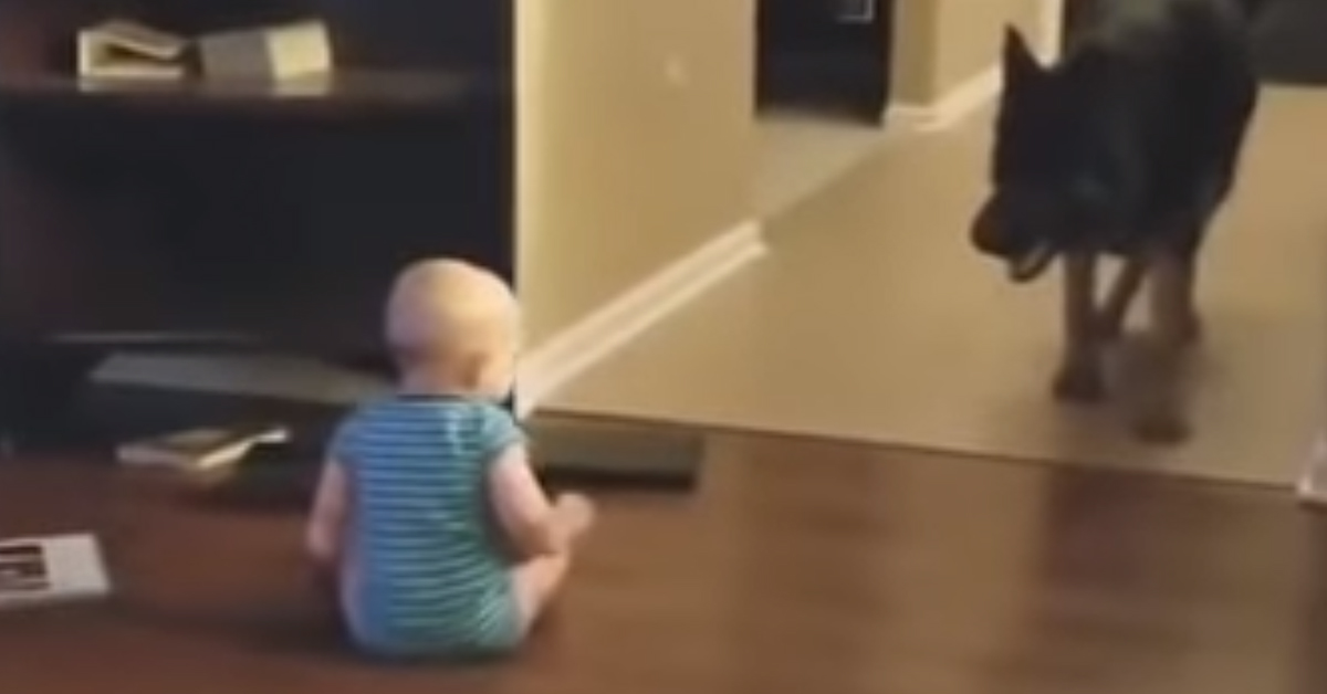 Cucciolo di Pastore Tedesco gioca con un bambino: il video è virale