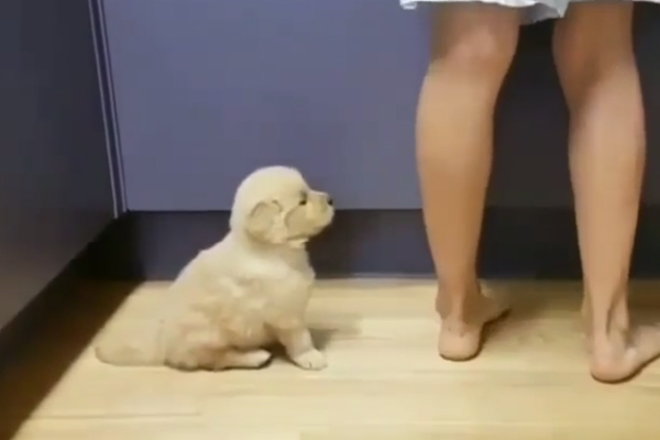 Cucciolo di cane Golden Retriever
