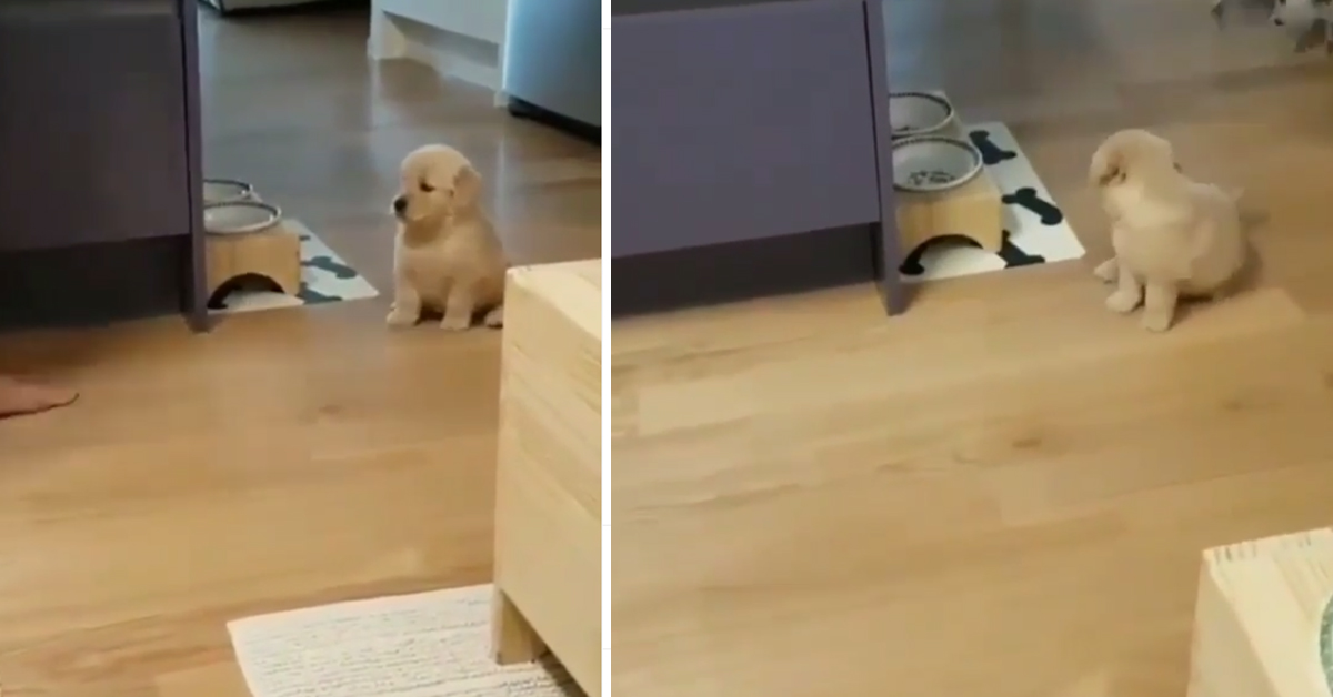 Cucciolo di cane Golden Retriever aspetta impaziente il cibo: il video