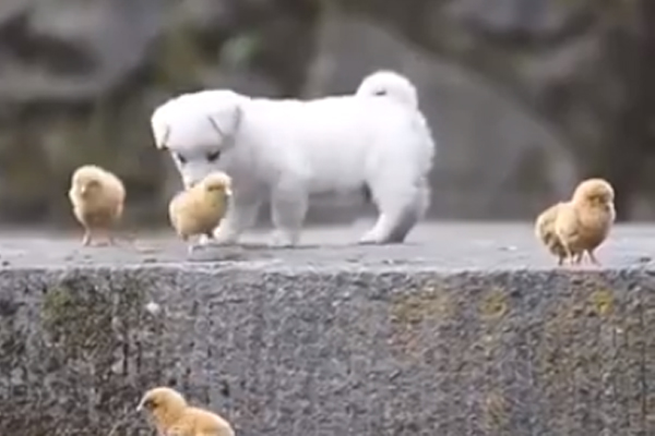 Cucciolo gioca con i pulcini