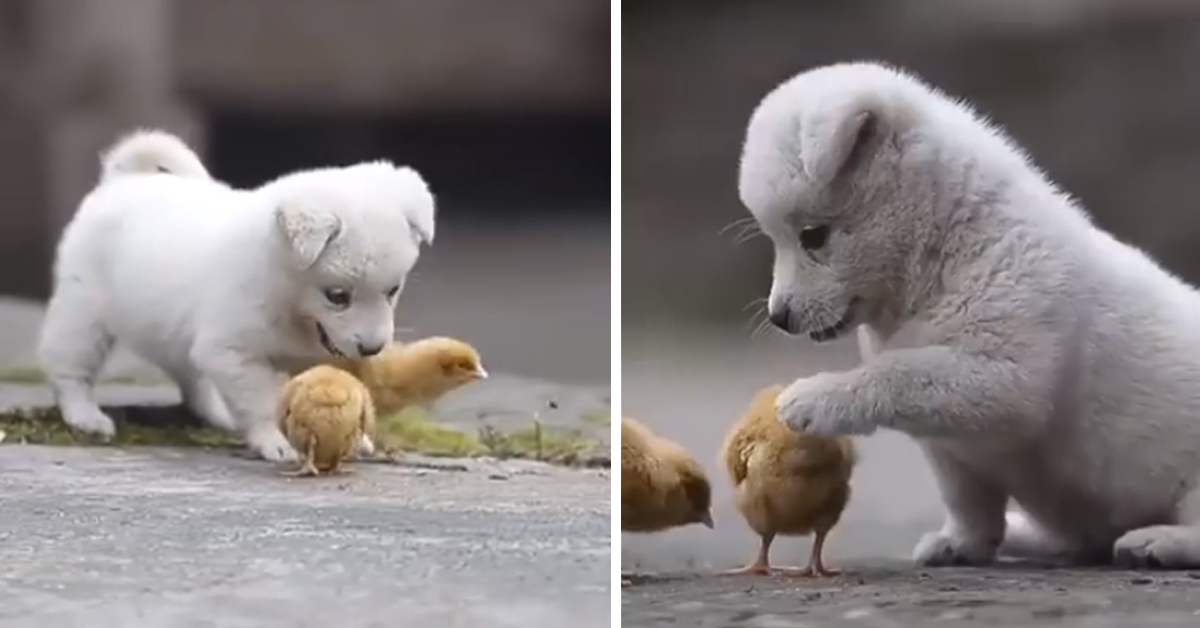 Cucciolo gioca con i pulcini e il video fa il giro del web