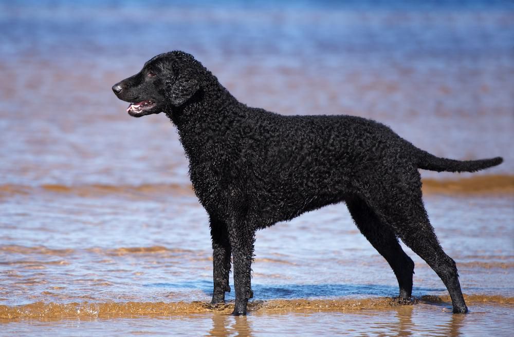 esemplare di Curly Coated Retriever