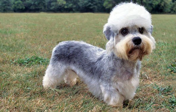 esemplare di Dandie Dinmont Terrier