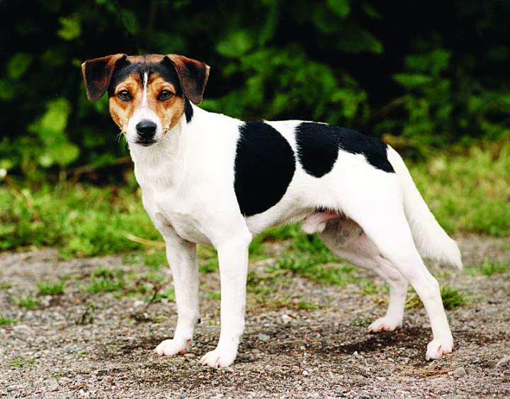 esemplare di cane Danish/Swedish Farm Dog