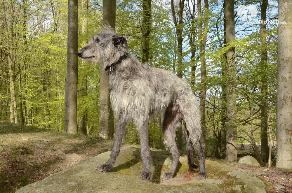 esemplare di Deerhound