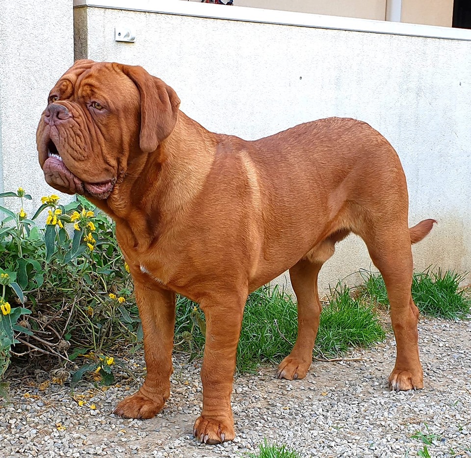 esemplare di Dogue de Bordeaux