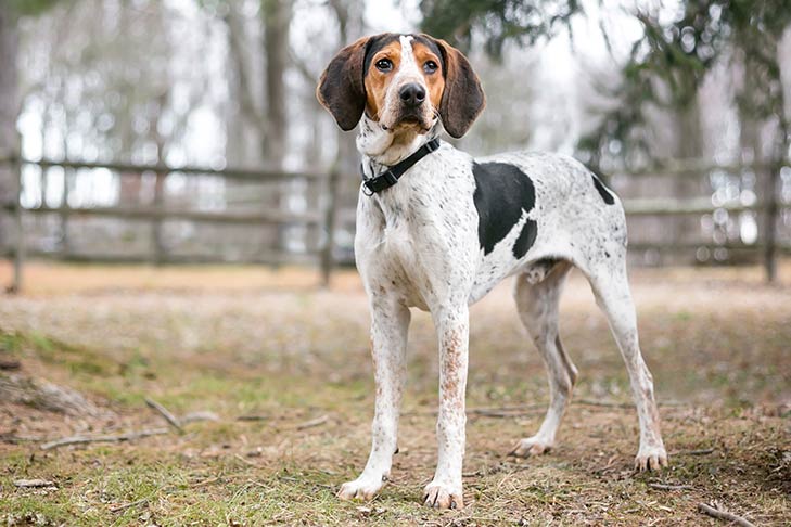 esemplare di English Coonhound