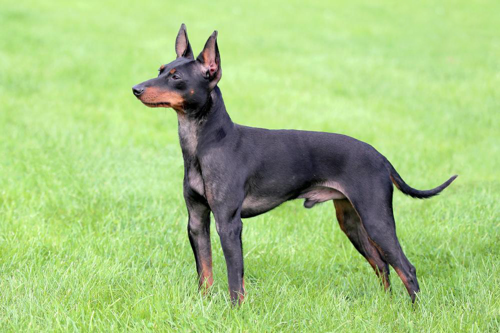 esemplare di English Toy Terrier Black & Tan