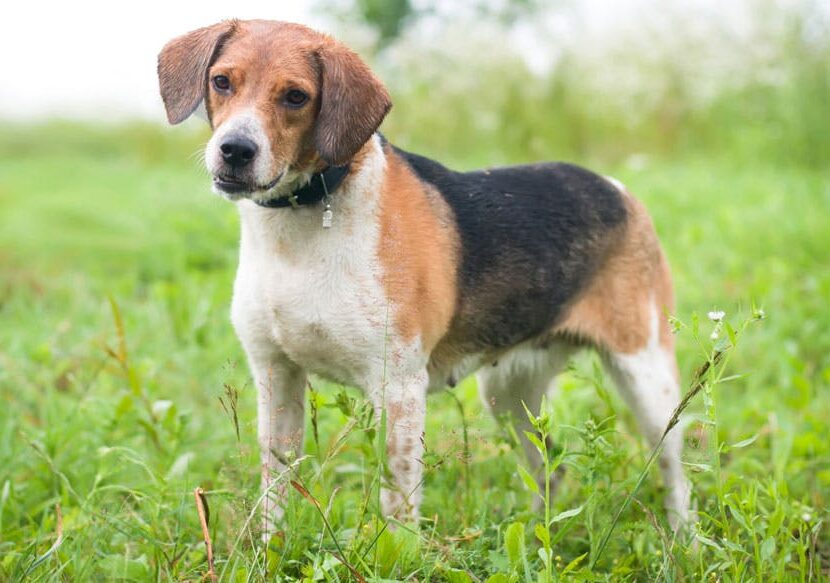 cane Estonian Hound