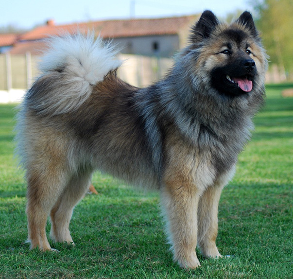 esemplare di cane Eurasier