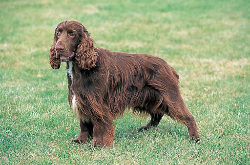 esemplare di Field Spaniel