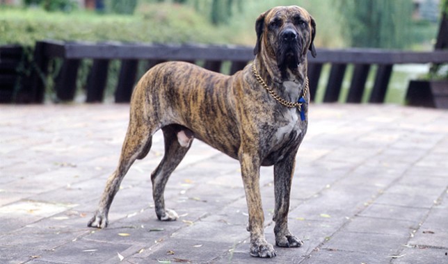 esemplare di cane Fila Brasileiro