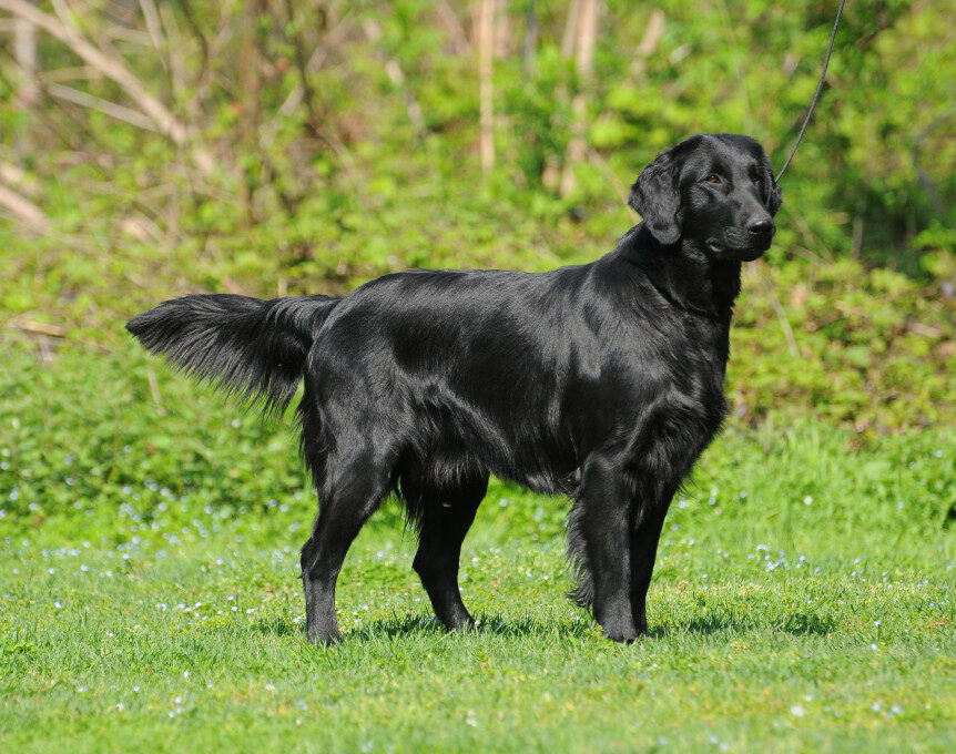 esemplare di Flat-Coated Retriever