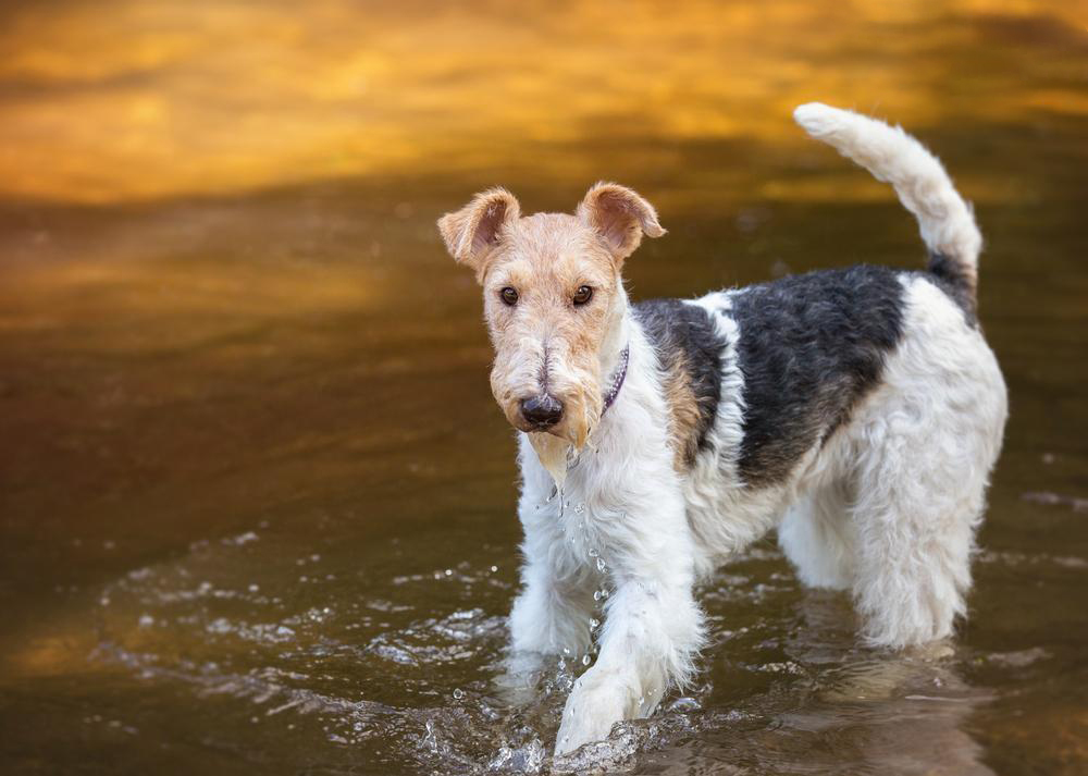 Fox Terrier a Pelo Duro