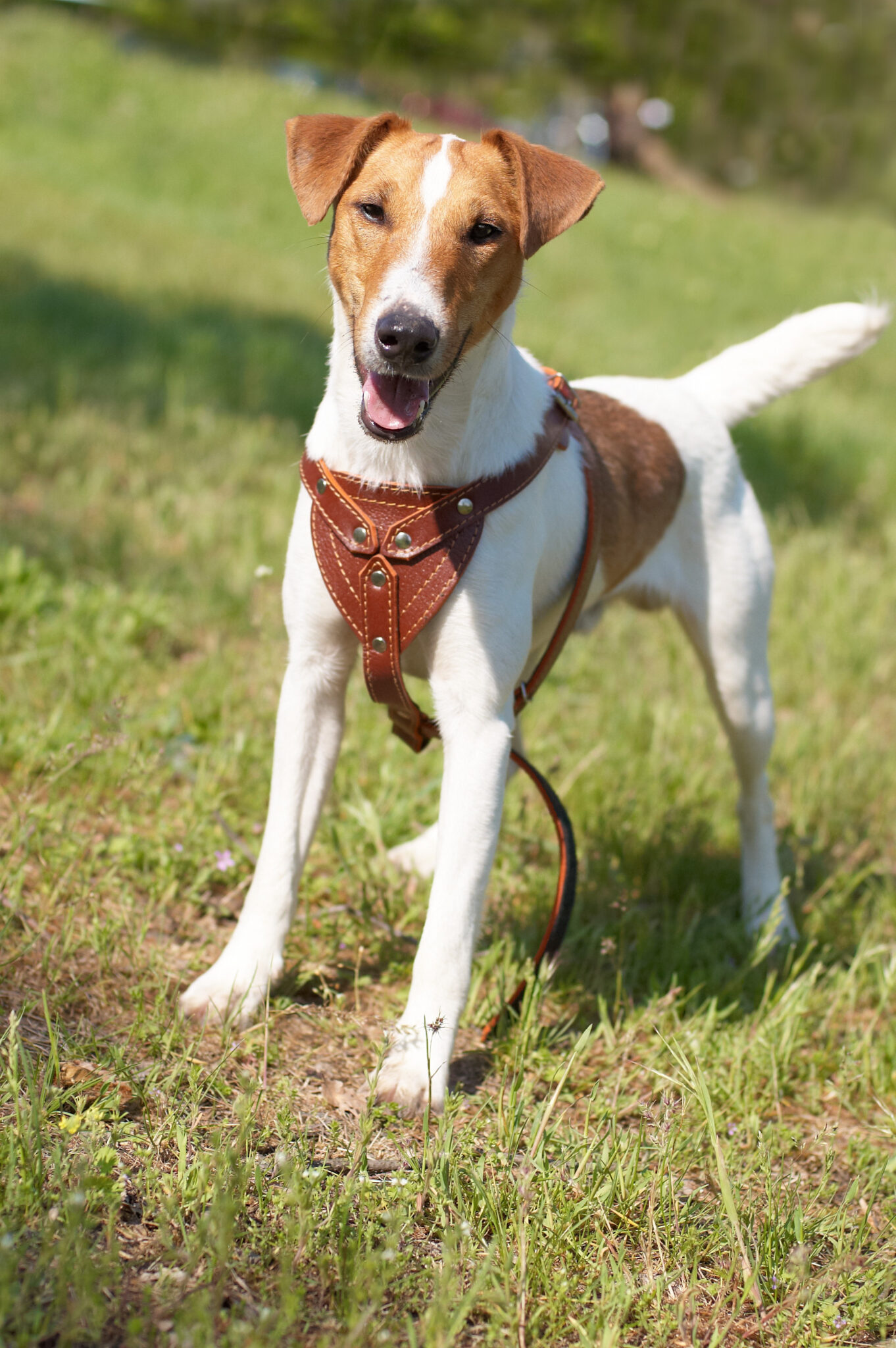 Fox Terrier a Pelo Raso