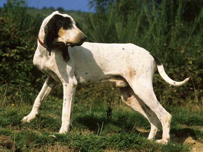 esemplare di cane Gascon Saintongeois