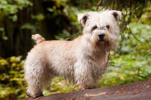 esemplare di Glen of Imaal Terrier