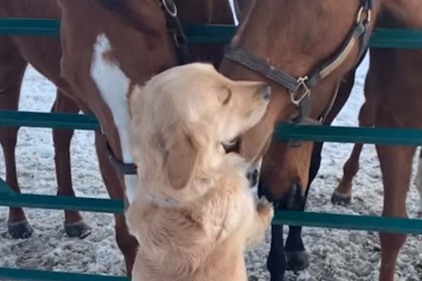 Golden Retriever alle prese con i cavalli: il video della sua reazione è virale