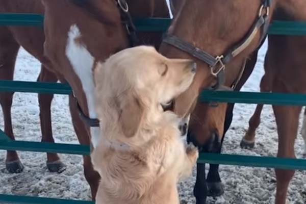 Golden Retriever con dei cavalli