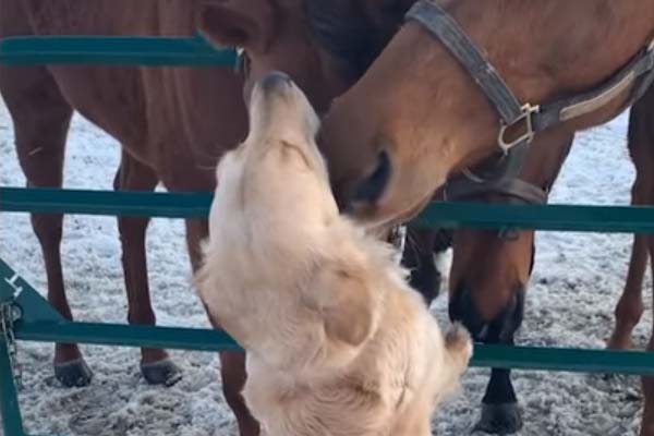 Golden Retriever con dei cavalli