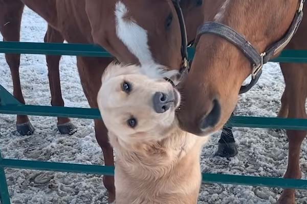 Golden Retriever con dei cavalli