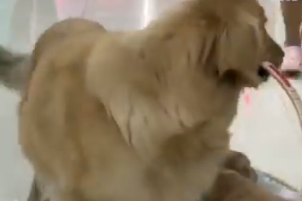 Cane Golden Retriever con cestino in bocca