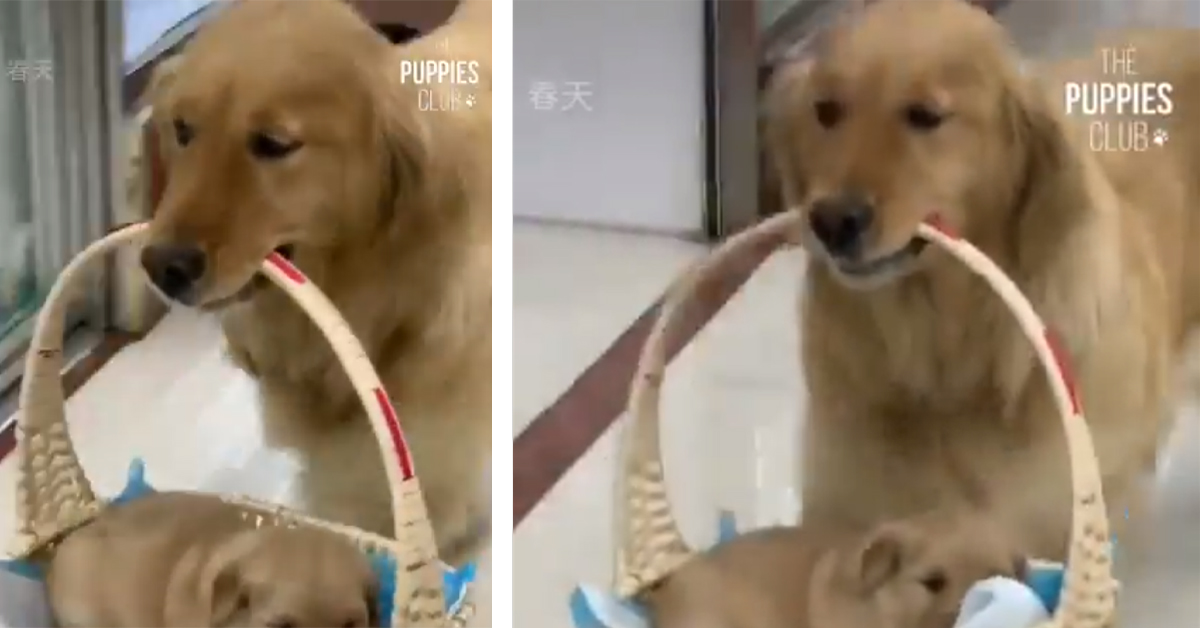 Golden Retriever porta il suo cucciolo dentro ad un cestino (video)