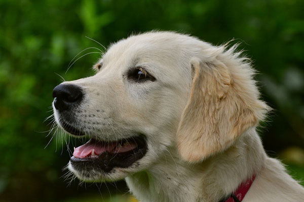 Golden Retriever che osserva