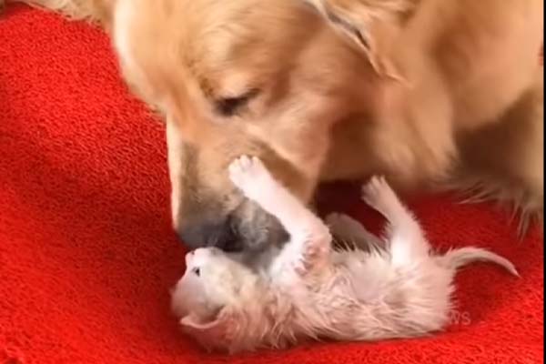 Golden Retriever con un gattino