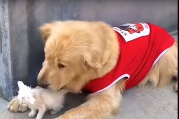 Golden Retriever con un gattino