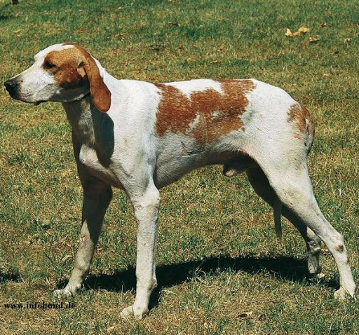 cane Grand Anglo-Francais Blanc et Orange