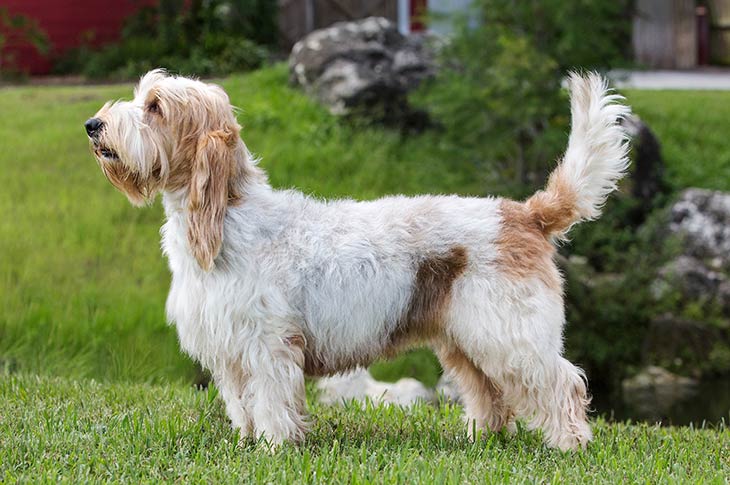 cane Grand Basset Griffon Vendeen