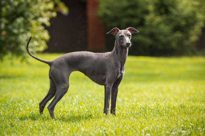 esemplare di Greyhound su prato