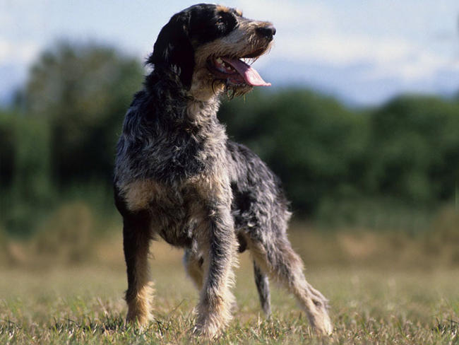 esemplare di Griffon Bleu de Gascogne