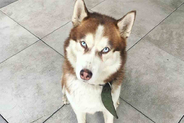 Cane Husky osserva