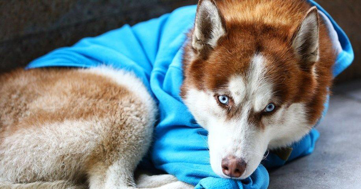 Hachiko russo, il cane che attende ogni giorno la sua proprietaria