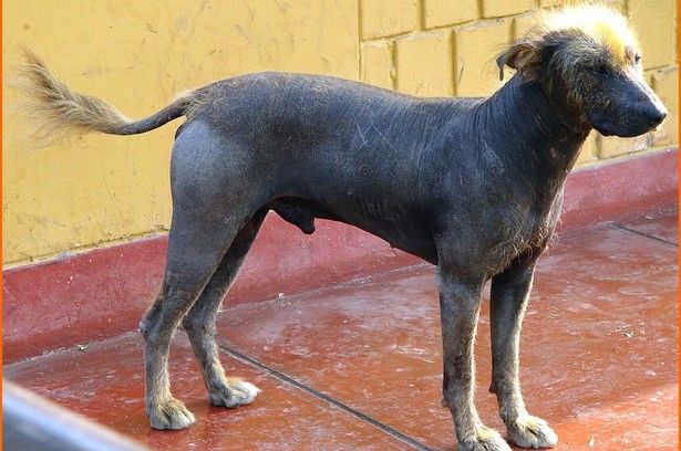 esemplare di cane Hairless Khala