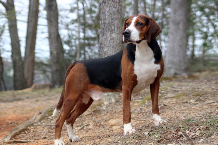 esemplare di cane Hamiltonstövare nel bosco