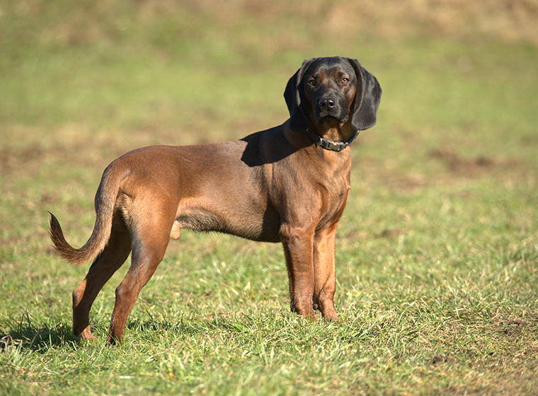 esemplare di cane razza Hannoverscher Schweisshund su prato