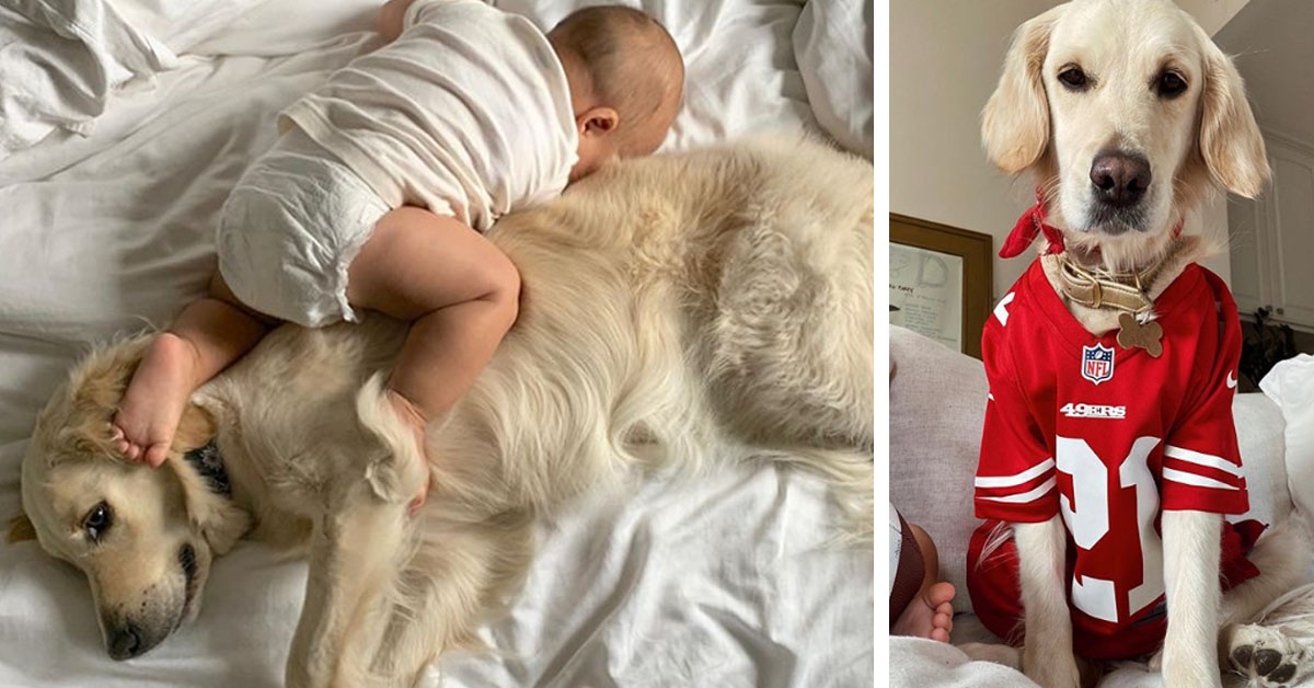 Harlow, il Golden Retriever migliore amico di un bambino che piace tanto sul web (video)