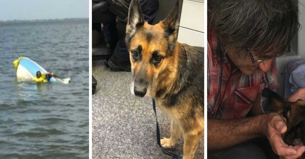 Heidi, il cane che ha nuotato 11 ore per salvare il proprietario dopo un naufragio