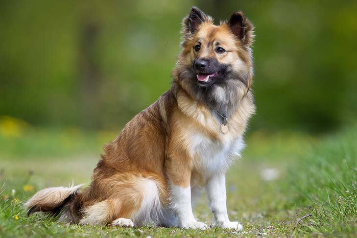 esemplare di Icelandic sheepdog