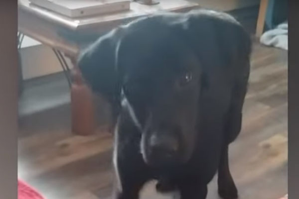 Labrador spaventato