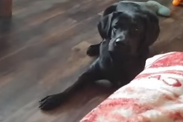Labrador spaventato